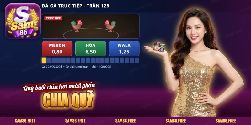 Màn đá gà trực tiếp với ba cửa Meron, Hòa, Wala và thanh chia quỹ